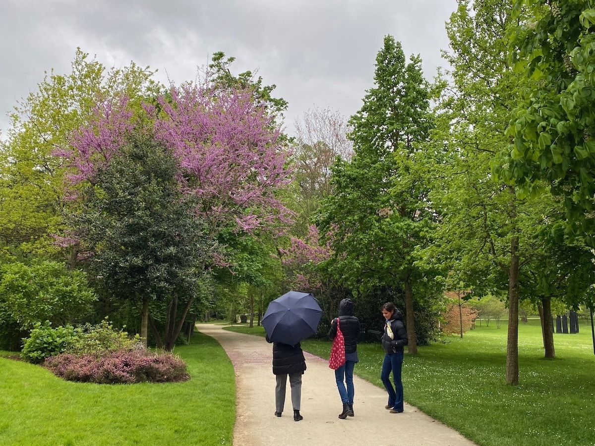 Park with lilacs under light rain.