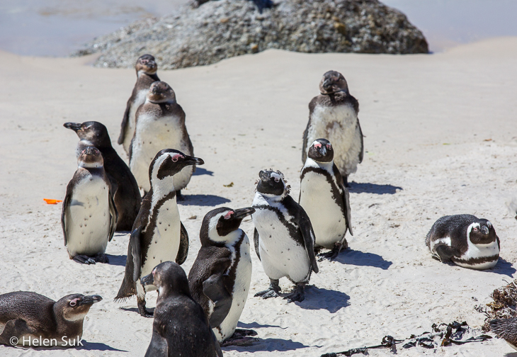 adorable African penguins basking in the sun at Boulders Beach, South Africa