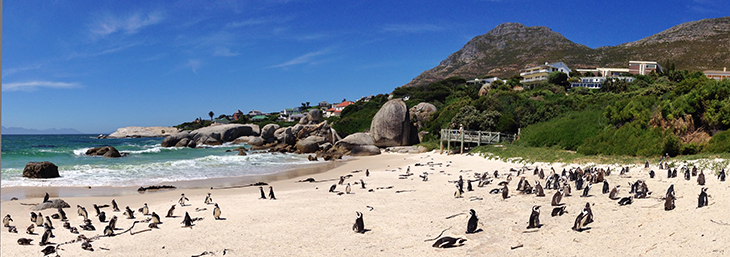 panoramic view of African penguins on Boulders Beach, South Africa