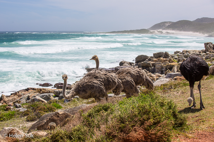 a family of ostriches enjoying the ocean view at Cape of Good Hope, South Africa