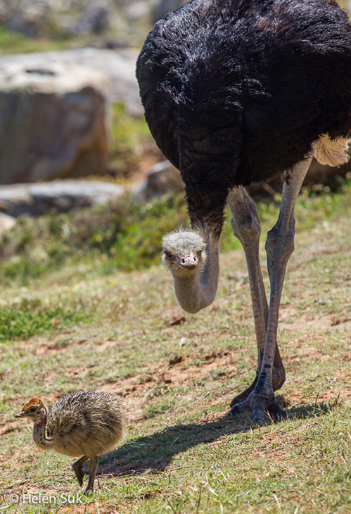 ostrich with her chick at Cape Point, South Africa