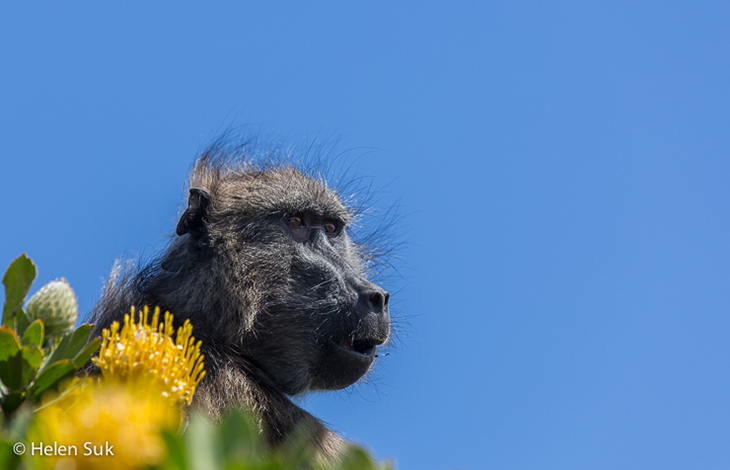 a chacma baboon at Cape of Good Hope, South Africa