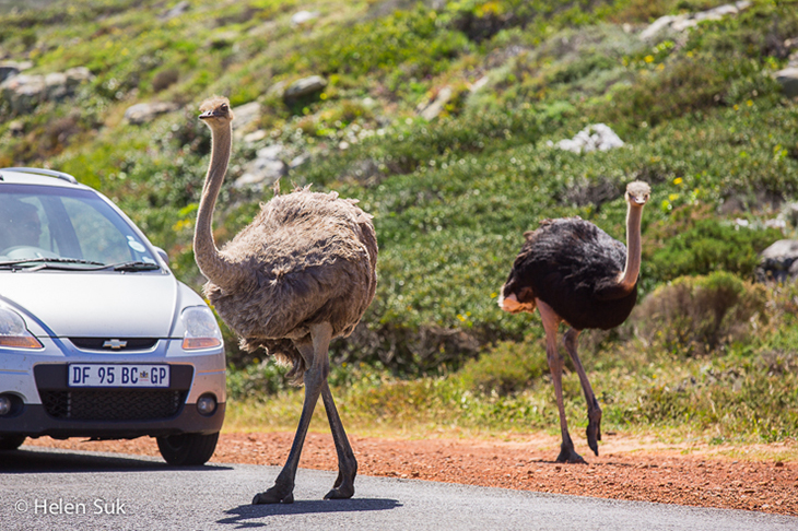 ostriches crossing the road at Cape of Good Hope, South Africa