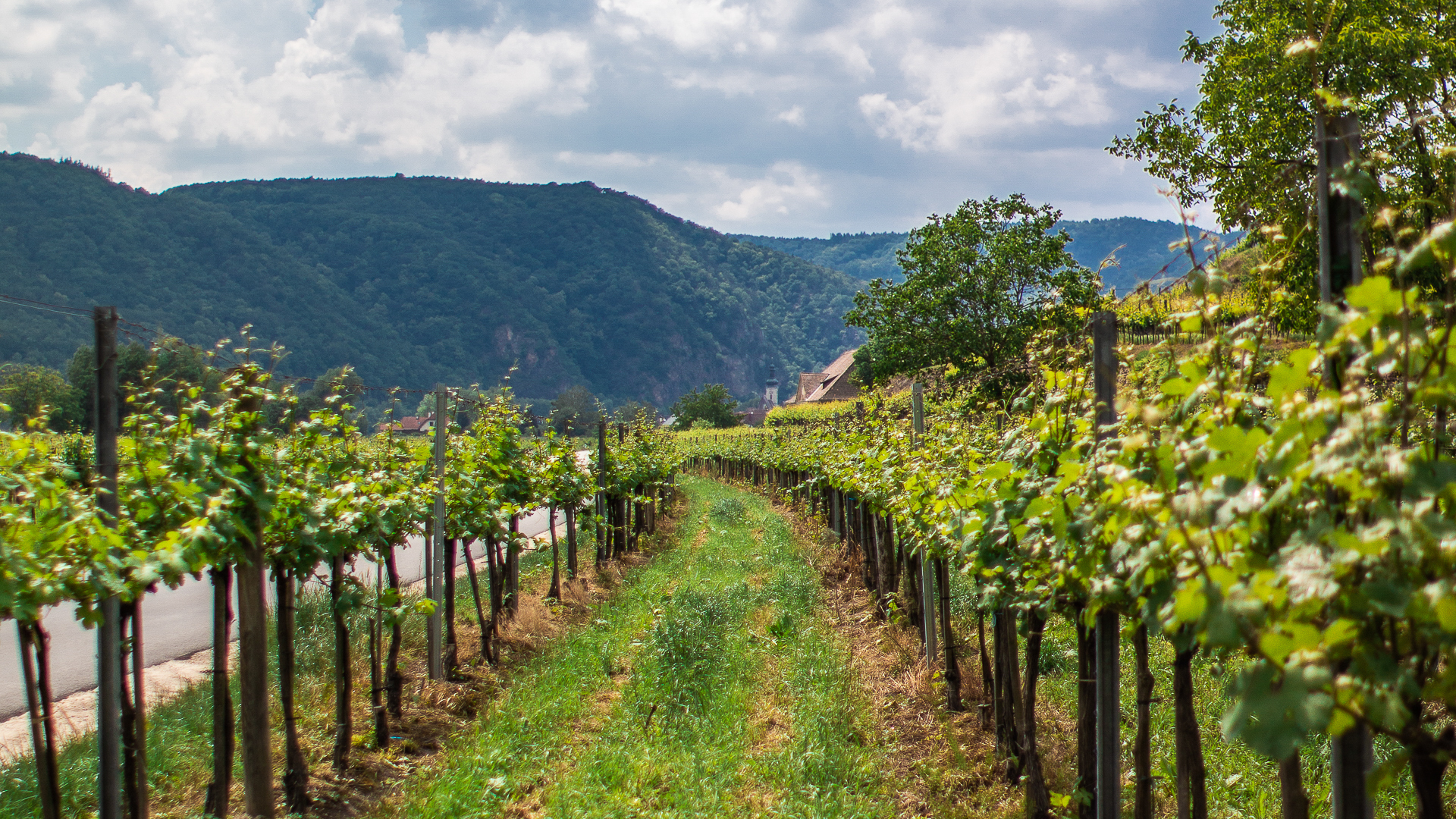 This image shows green vineyards beside the road.