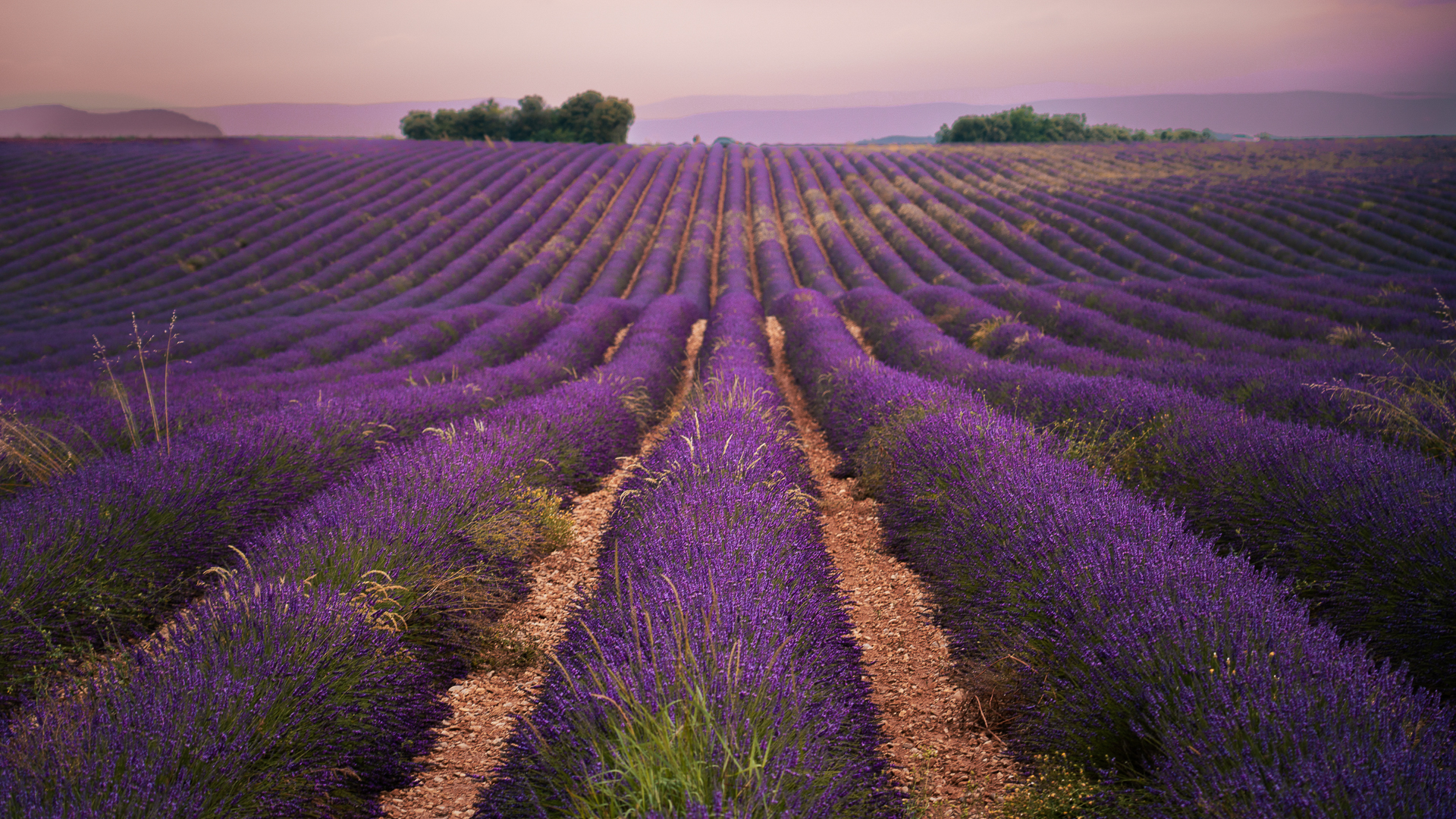 This image shows stunning lavender fields stretching endlessly.