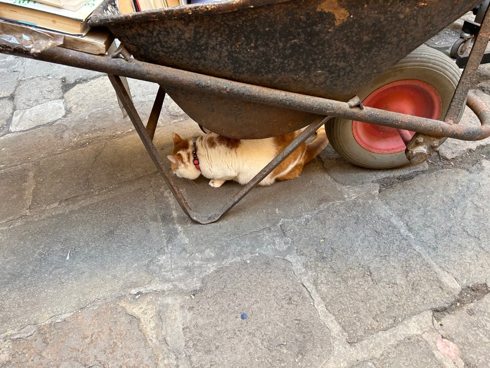 Cat-in-Venice-book-shop-Photo-by-Margie-Miklas