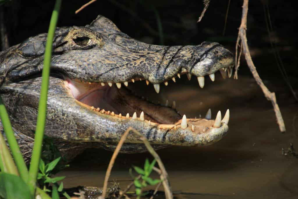 caiman on pantanal vacation in brazil