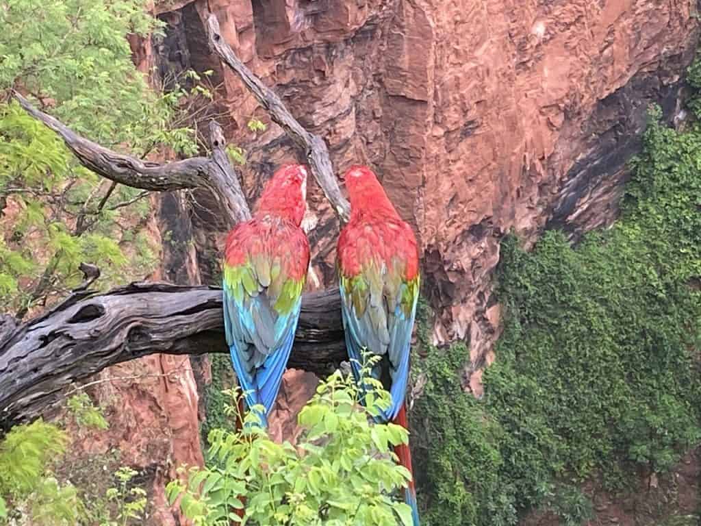 Macaws at Buraco Das Araras