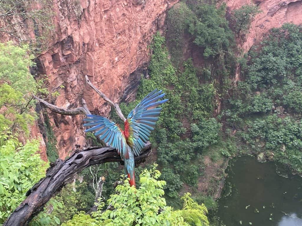 Macaws at Sinkhole of the Macaws