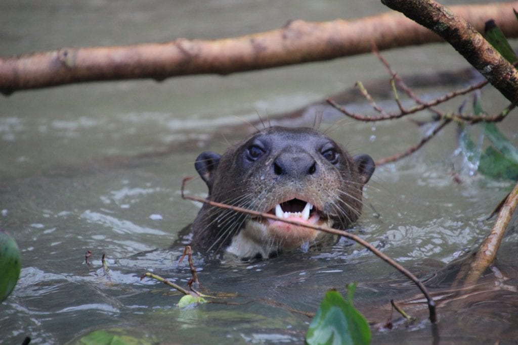 Giant otter in north pantanal