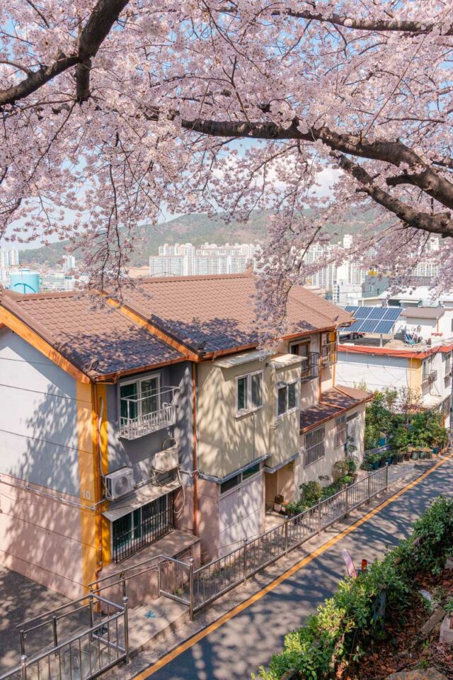 Cherry blossoms in Busan, South Korea