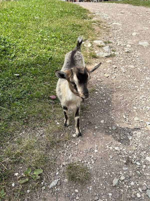 Baby goat at Malga Marinzen, Castelrotto