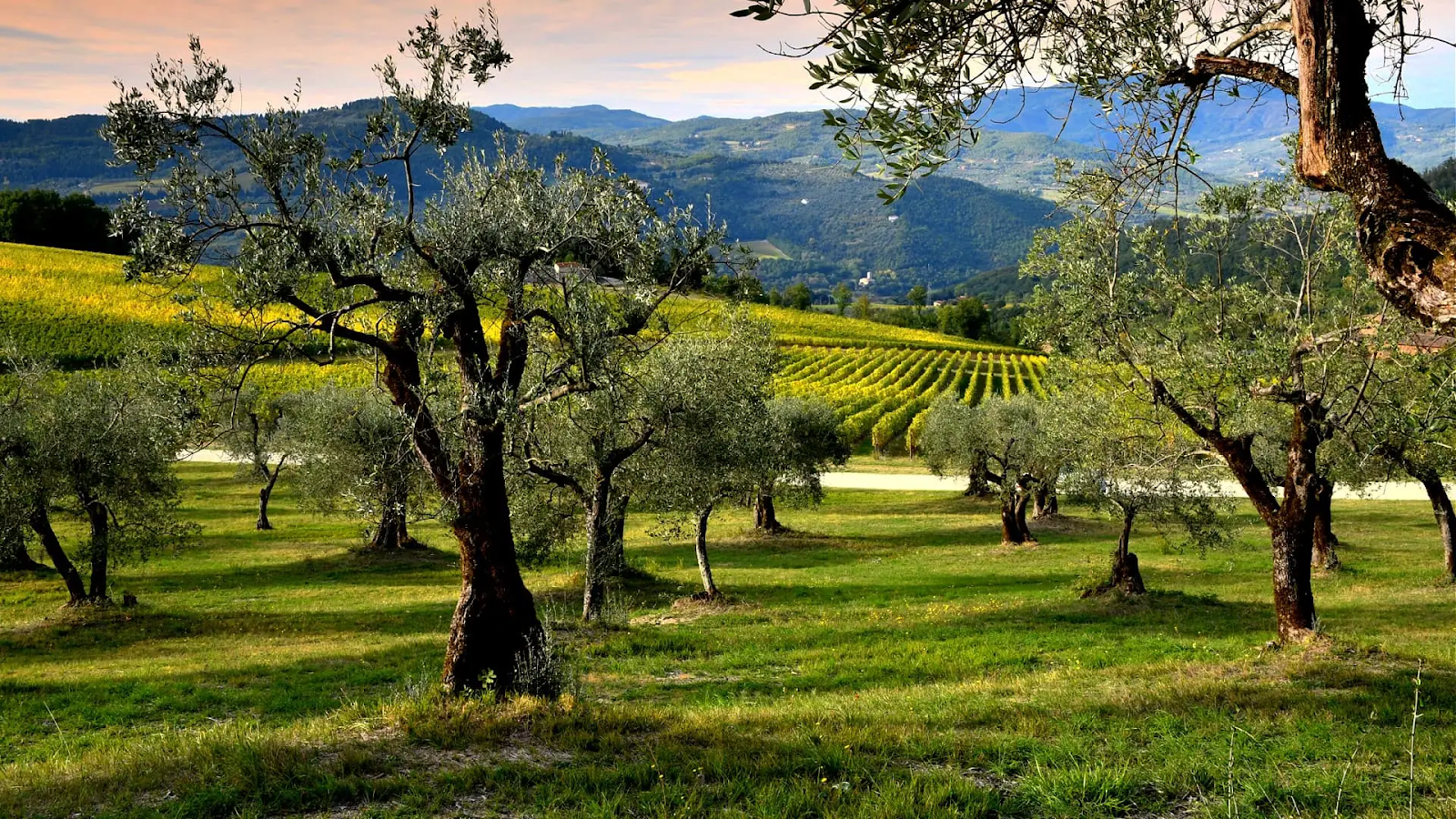 olive-grove-italy