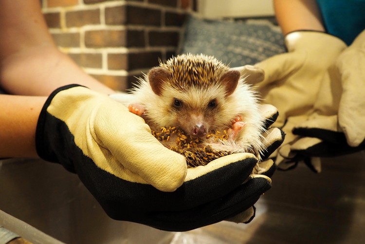 hedgehog cafe in Harajuku Tokyo Japan