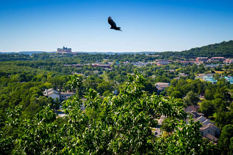 An American Crow in Branson at Southwest Missouri