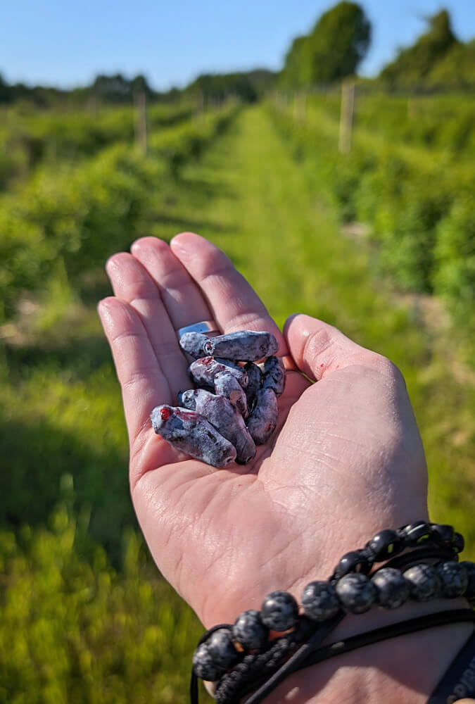 Handful of Haskap Berries :: I've Been Bit! Travel Blog