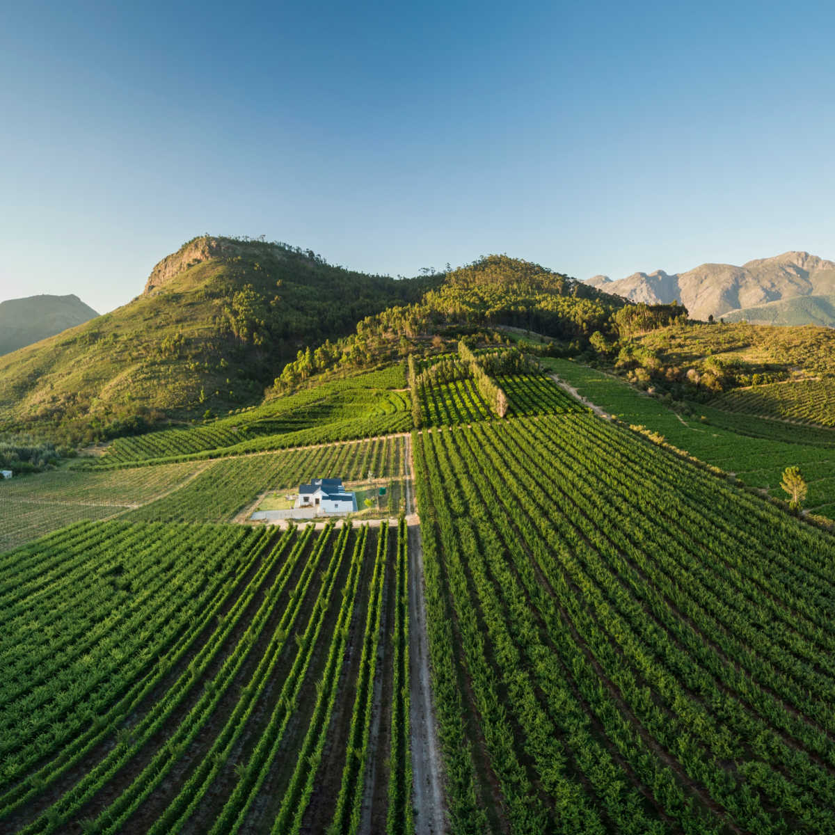 Vineyard in Franschhoek, South Africa