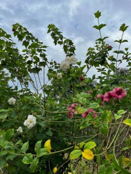 Flowers at Hitayu Ayurveda retreat India