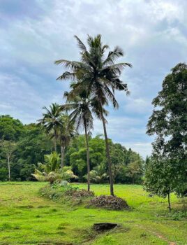 Trees and rice field at Hitayu Ayurveda retreat India