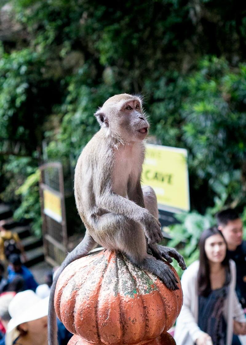 Climbing Batu Caves Steps to See the Famous Temple Cave | Kuala Lumpur has been on my bucket list for over a decade. The street food is incredible, along with the twin towers and the Batu caves. Click to read more and see the photography about the Batu Caves #nomad #batucaves #wanderlust #malaysia #slowtravel