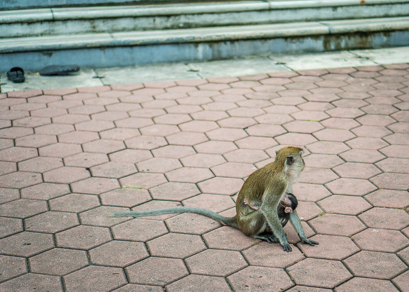 Climbing Batu Caves Steps to See the Famous Temple Cave | Kuala Lumpur has been on my bucket list for over a decade. The street food is incredible, along with the twin towers and the Batu caves. Click to read more and see the photography about the Batu Caves #nomad #batucaves #wanderlust #malaysia #slowtravel