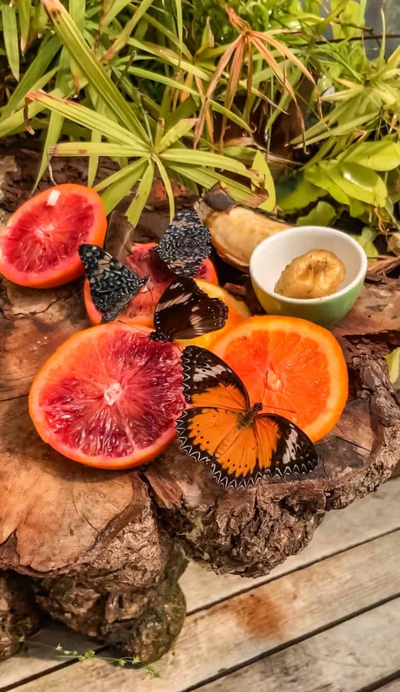 Casa Delle Farfalle (Butterfly house) in Rome's Botanical garden