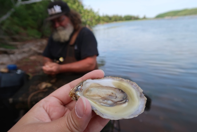 Freshly Shucked Malpeque Oyster