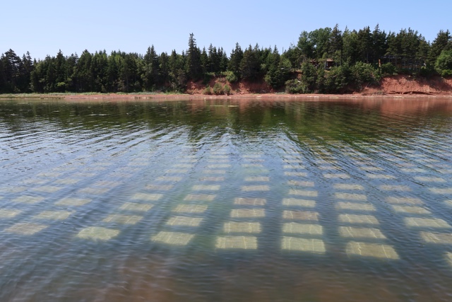 Malpeque Oysters at Raspberry Point Oyster Farm, Stanley Bridge PEI