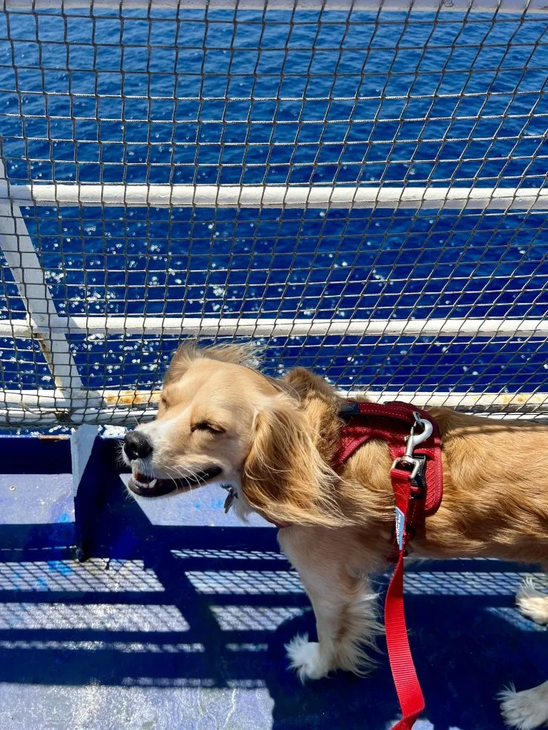 Ranger Storm smiling on deck on Grimaldi Lines ferry, Spain to Italy