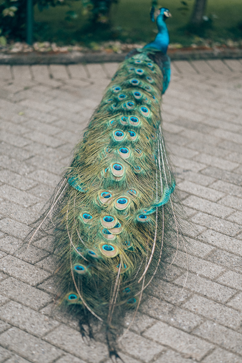 Peacock feathers