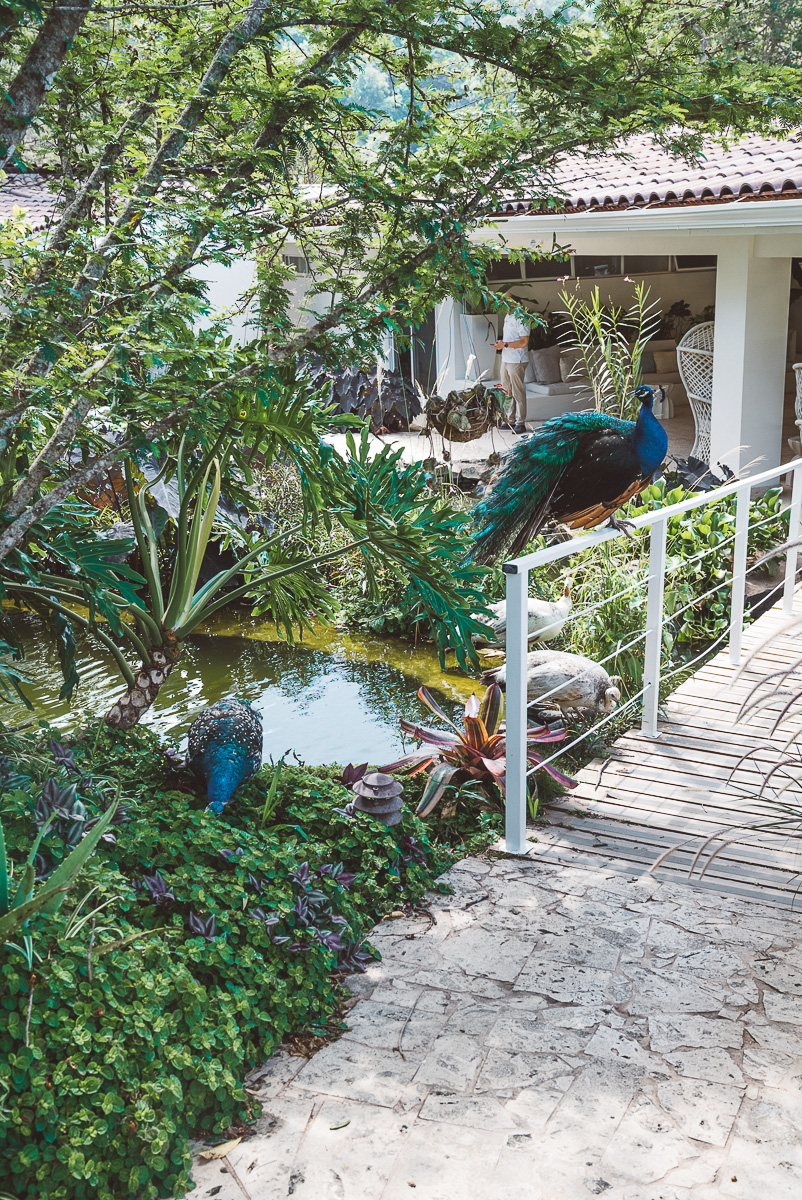 multiple peacocks