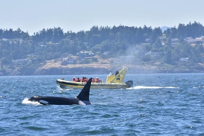 Whale Watching in British Columbia.