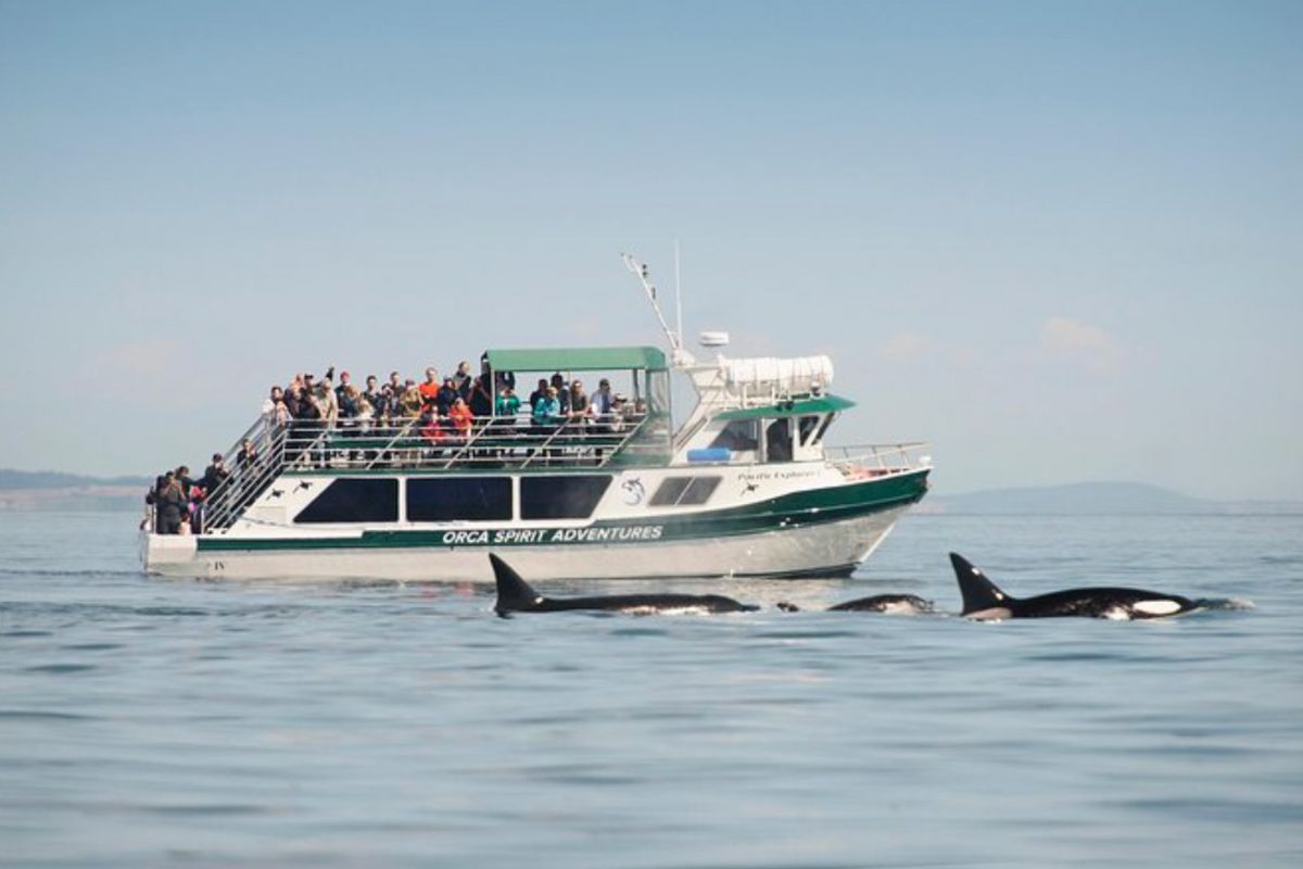 Whale Watching in Victoria.