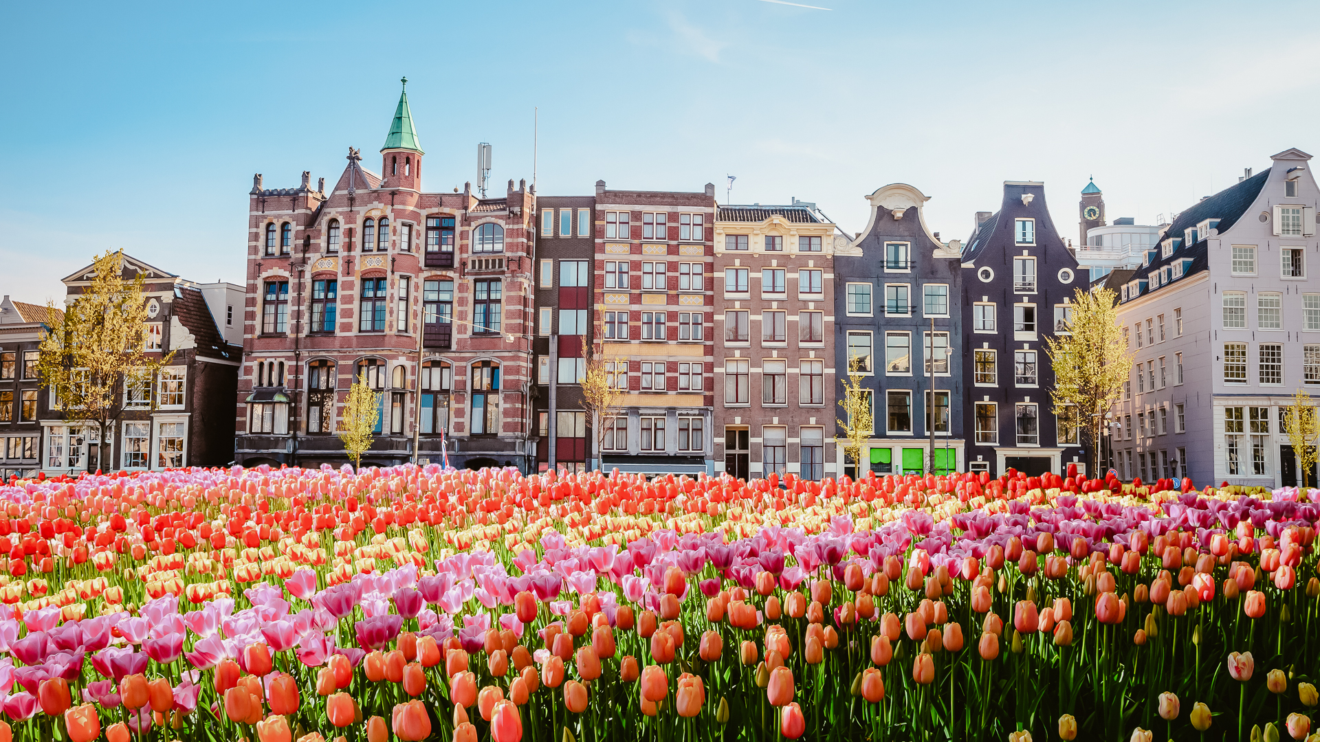 A colorful field of red, pink, and yellow tulips set against traditional narrow buildings in Amsterdam, showcasing one of the best places to visit in 2023.