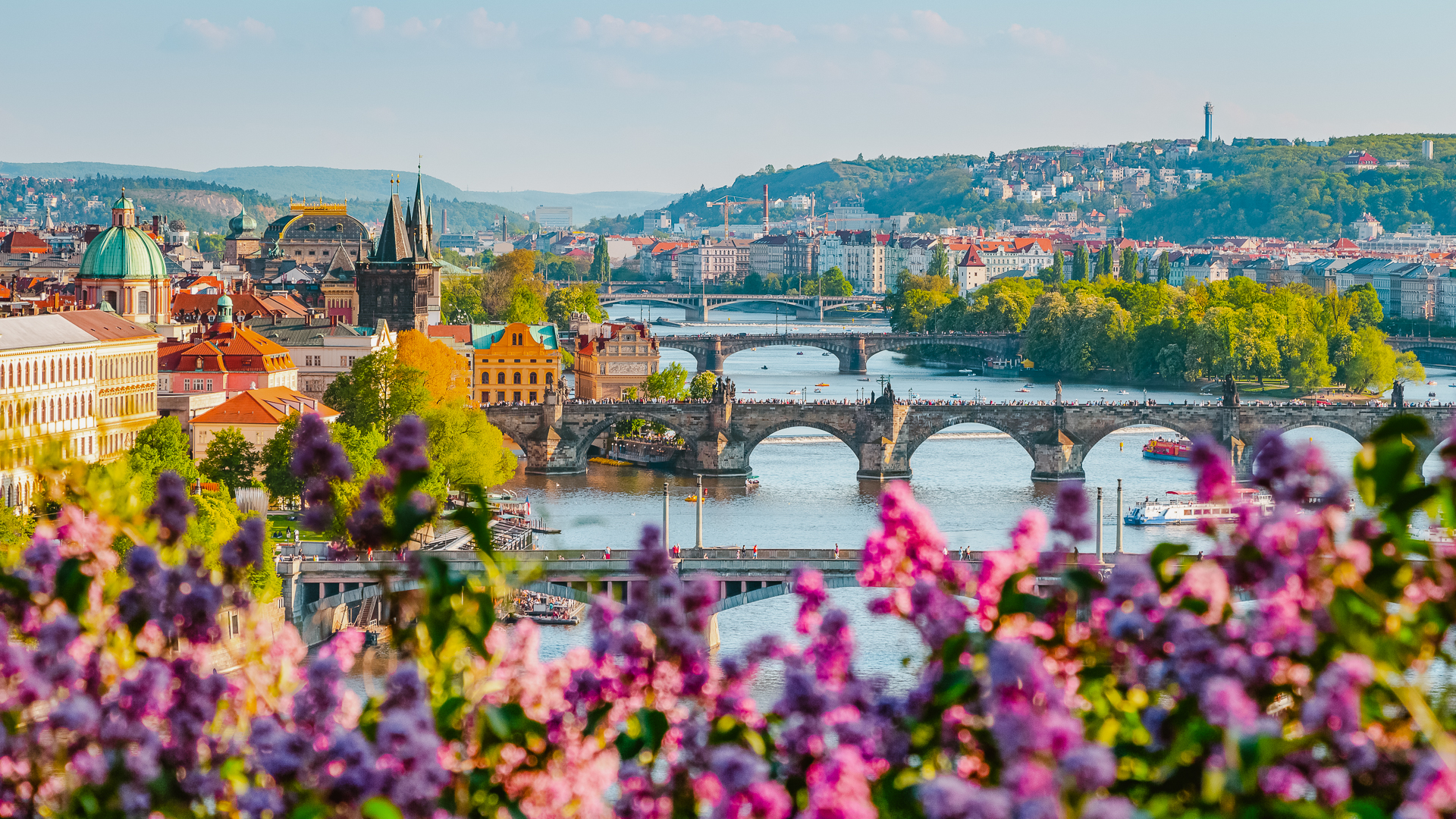 A panoramic view of Prague featuring the iconic Charles Bridge, framed by pink blossoms.