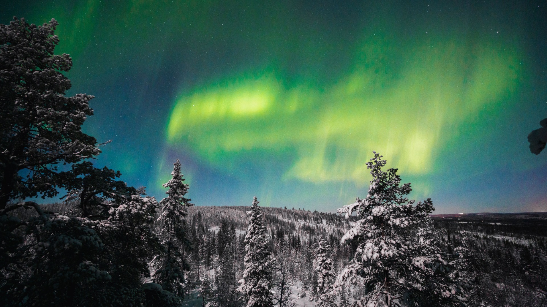 The mesmerizing Northern Lights illuminating a forest in Rovaniemi, Finland.