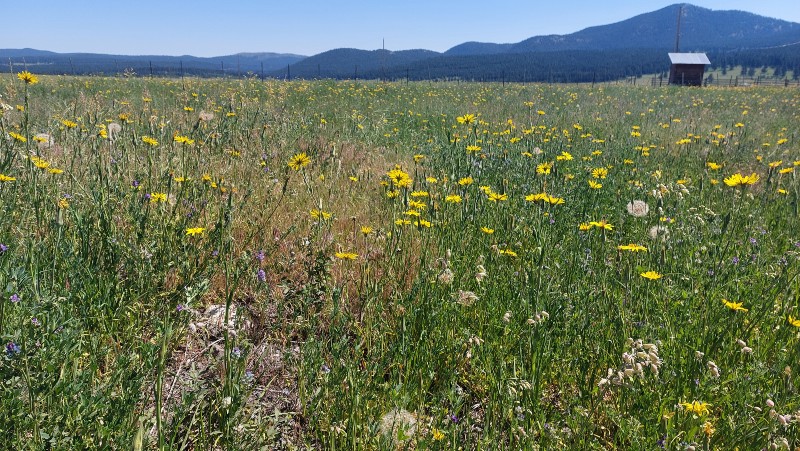 Changing terrain on Meadow Lake Road BC