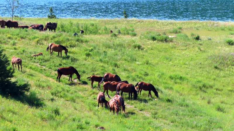 Horses spotted after leaving Beaverdam Lake Recreation Site