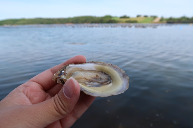 A fresh shucked PEI oyster with the ocean in the background