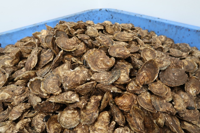 A bin full of Raspberry Point oysters