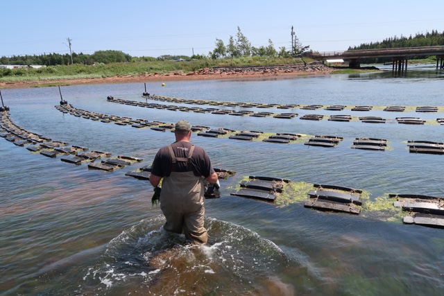 James Power of Raspberry Point Oysters