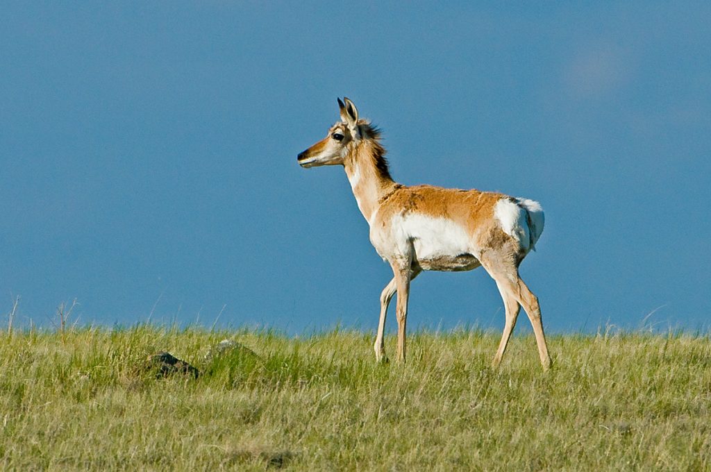 Pronghorn in Cypress Hills, Saskatchewan