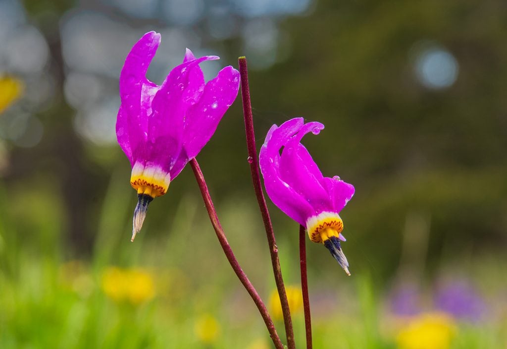 Mountain Shooting Star, Cypress Hills Interprovincial Park, Saskatchewan