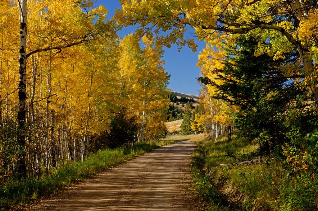 Fall in Cypress Hills, Saskatchewan