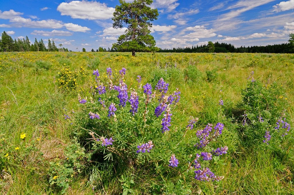 Wildflowers in Cypress Hills Interprovincial Park, Saskatchewan