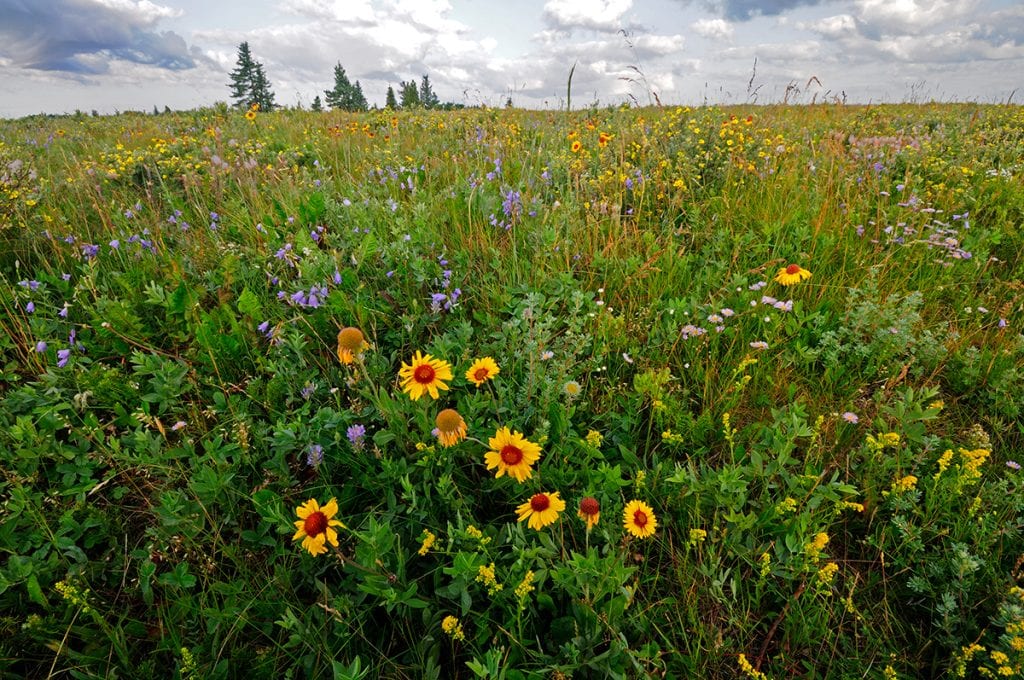 Wildflowers in Cypress Hills Interprovincial Park, Saskatchewan