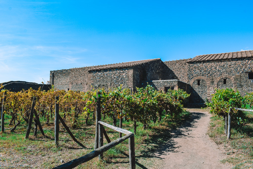 The vineyard of House of Menander in Pompeii, Italy