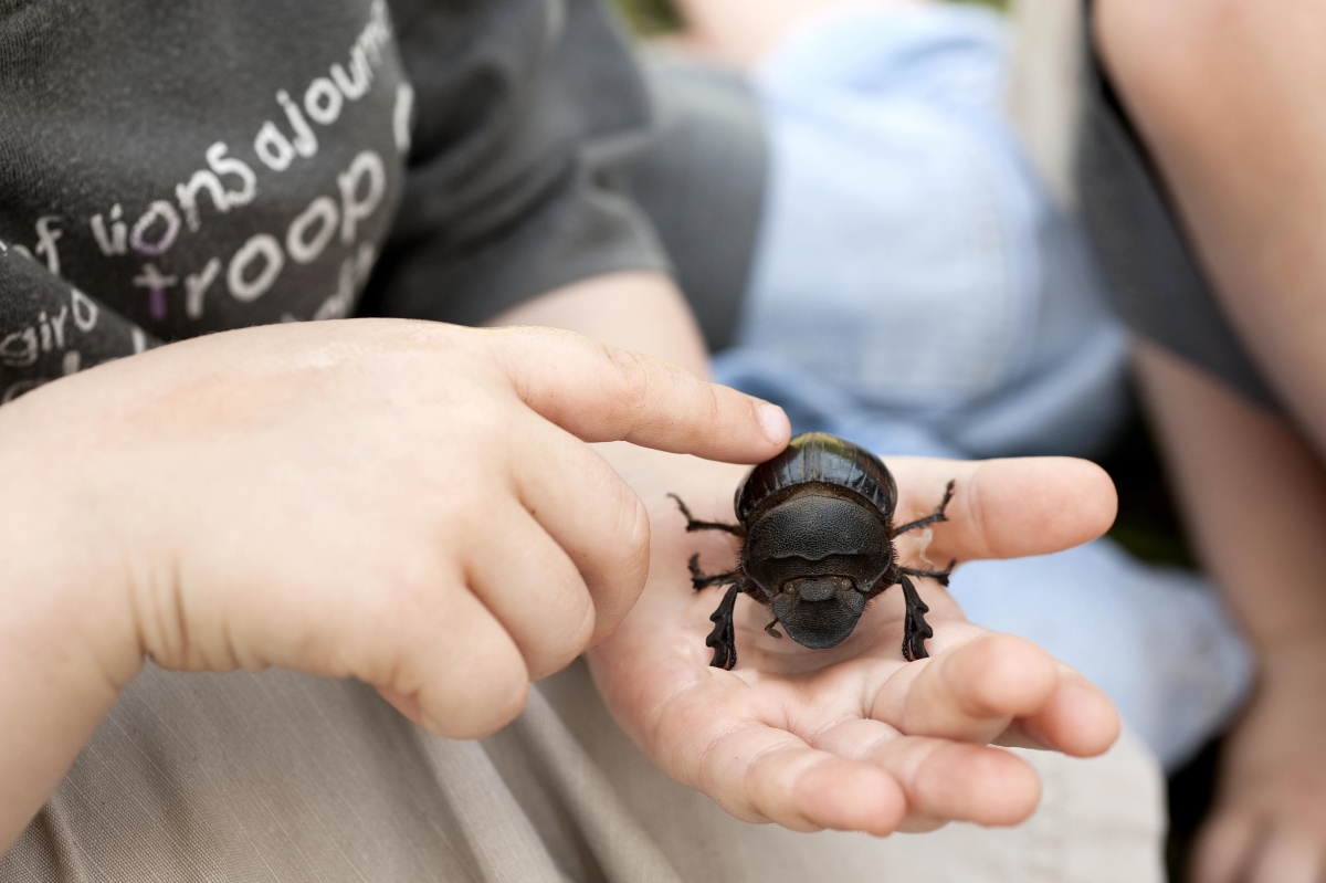 Close up of a dung beetle in a child's hand