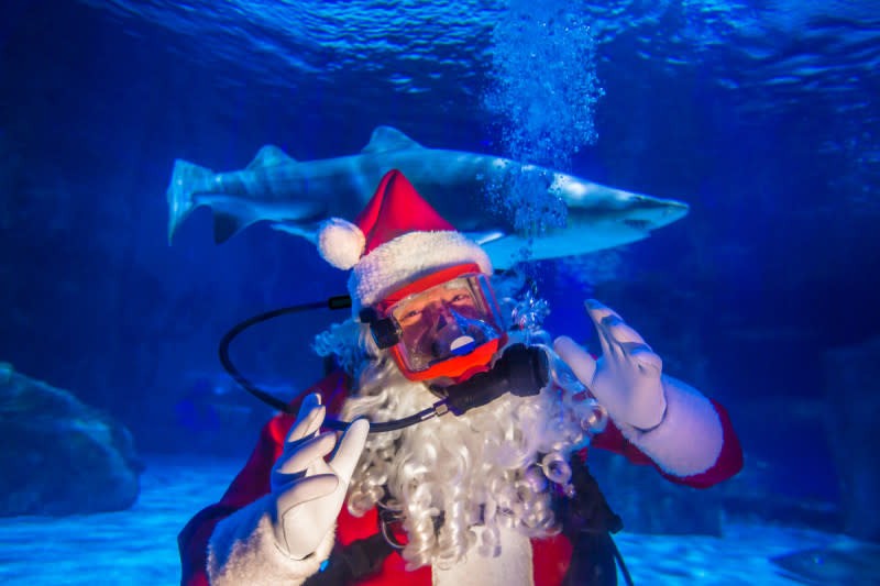 A scuba diver dressed in a Santa costume with a shark swimming behind him.