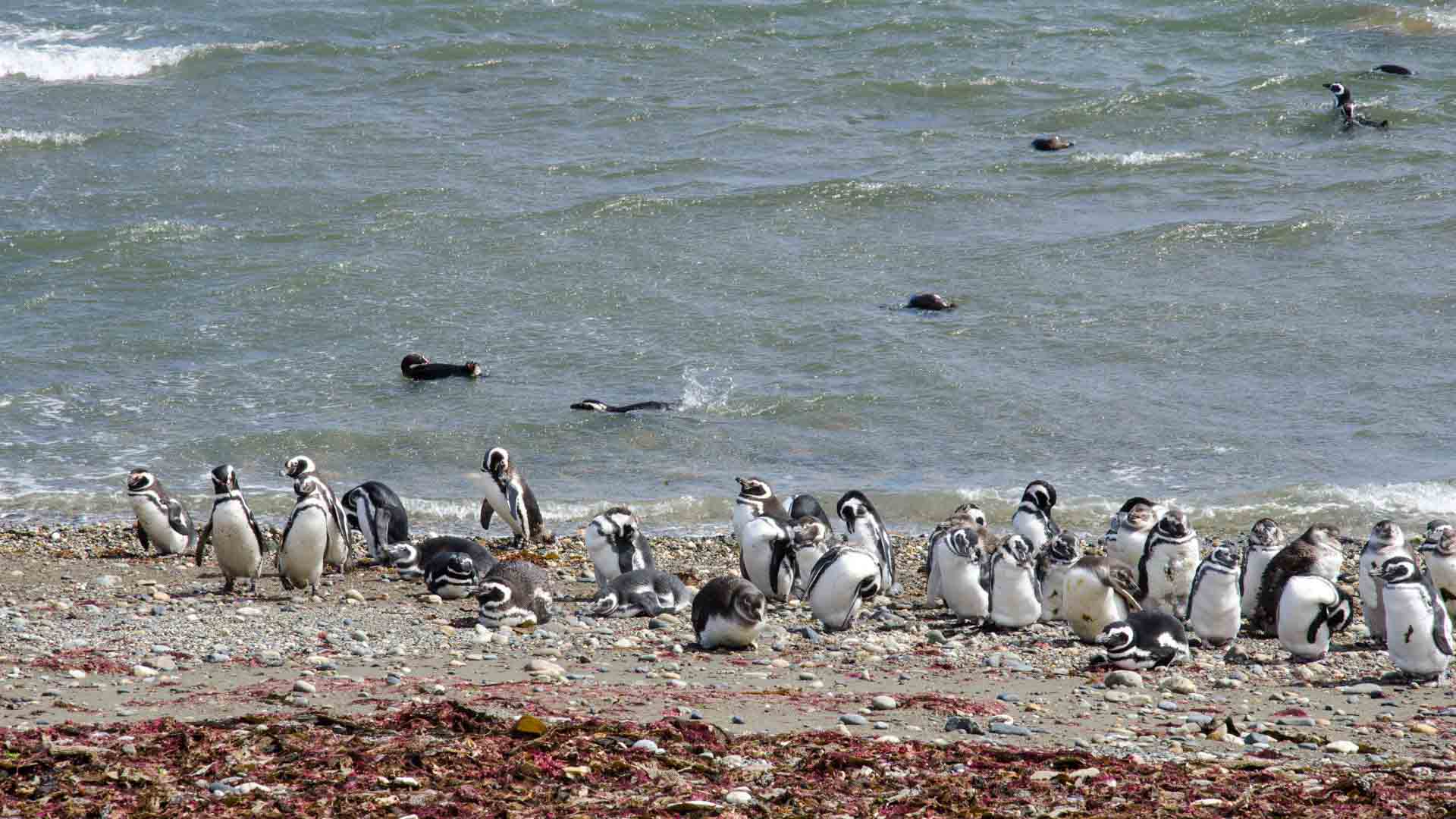 Penguins Natural Monument